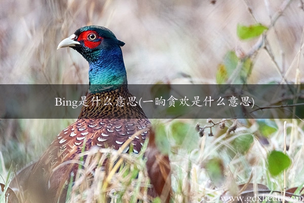 Bing是什么意思(一晌贪欢是什么意思)