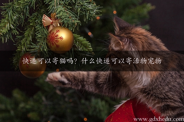 快递可以寄猫吗？什么快递可以寄活物宠物