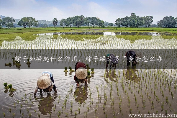 粽子加碱起什么作用，粽子碱放多了会苦怎么办