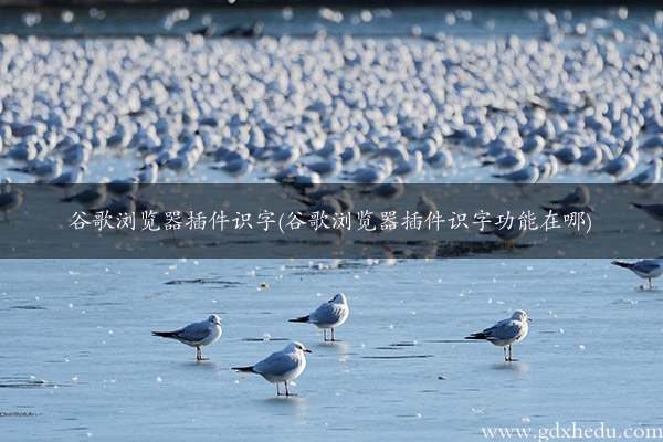 谷歌浏览器插件识字(谷歌浏览器插件识字功能在哪)