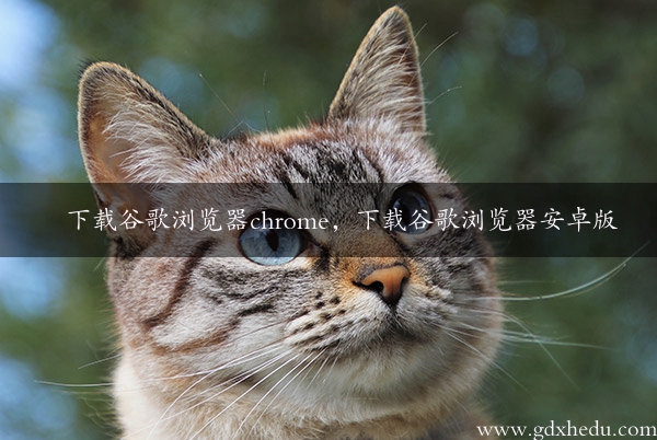 下载谷歌浏览器chrome，下载谷歌浏览器安卓版