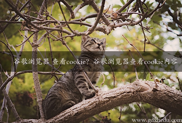 谷歌浏览器 查看cookie？谷歌浏览器查看cookie内容