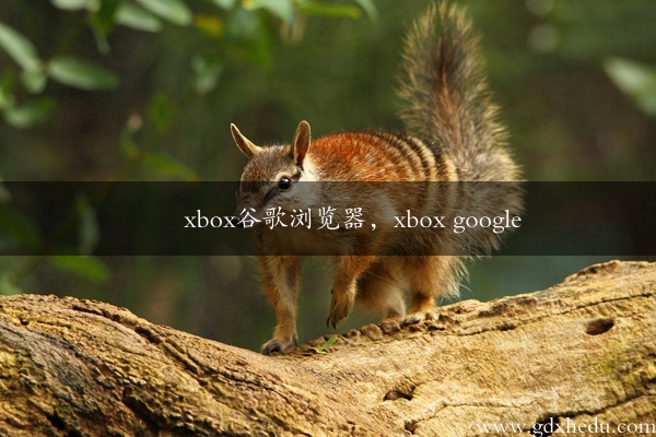xbox谷歌浏览器，xbox google