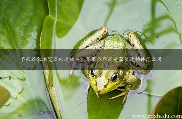 苹果谷歌浏览器倍速插件？苹果谷歌浏览器倍速插件怎么用