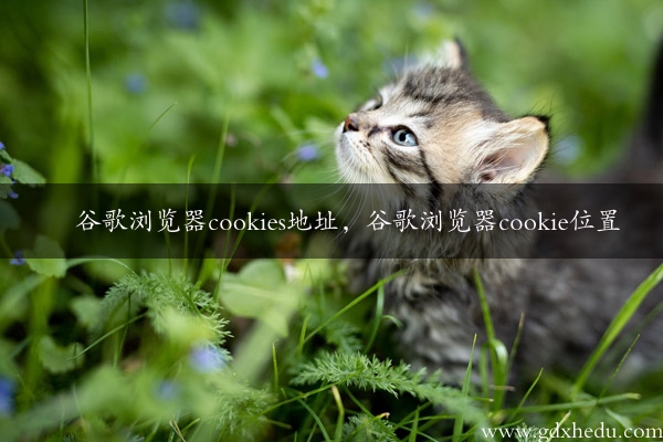 谷歌浏览器cookies地址，谷歌浏览器cookie位置