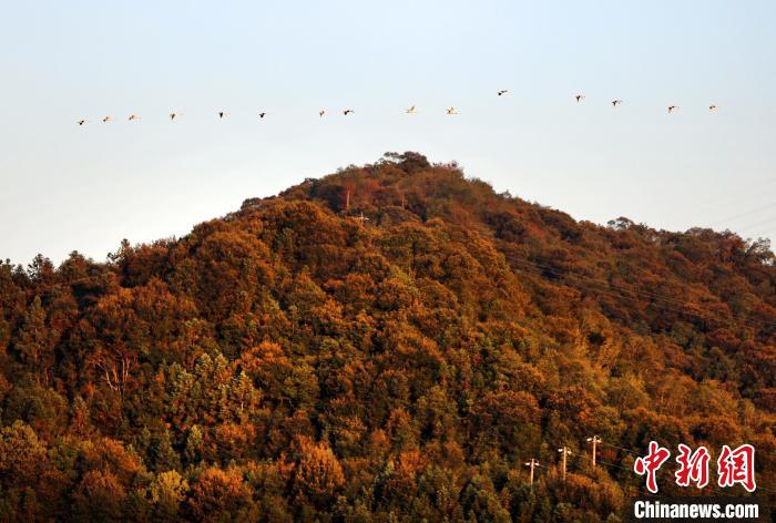 福建南平崇阳溪畔野生白天鹅冬日畅游，武夷山国家公园生态保护成效显著  第4张