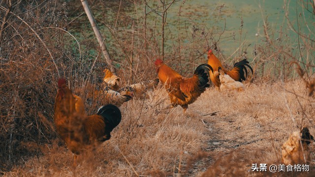 鸡肚子里的黄油能吃吗？营养价值与养殖环境的关系解析  第3张