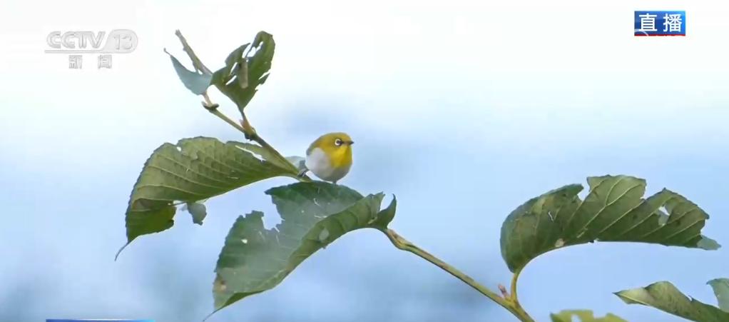 高黎贡山鸟类垂直迁徙揭秘：新物种发现与生物多样性探索  第2张