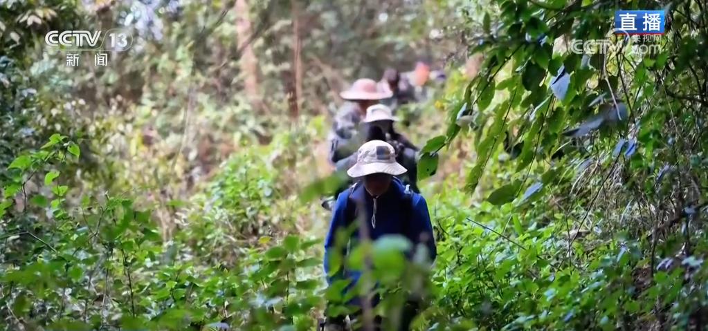 高黎贡山鸟类垂直迁徙揭秘：新物种发现与生物多样性探索  第7张