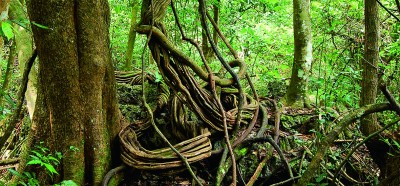 探索贵州荔波喀斯特地貌：亿万年滴水穿石的自然奇景  第3张