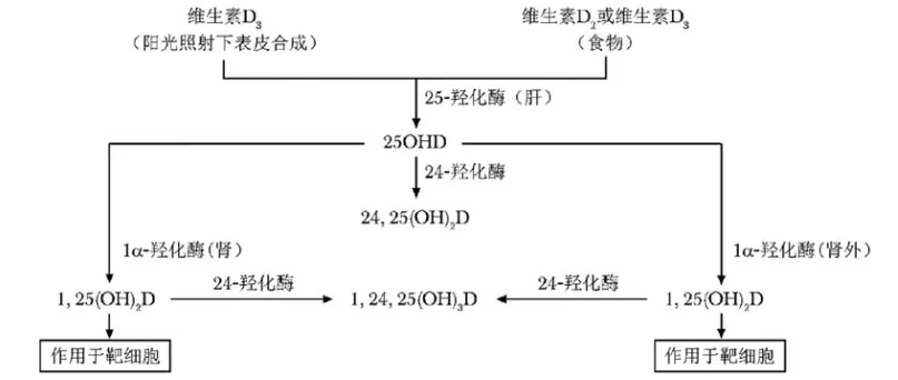 维生素D的生理作用及代谢过程详解：25-羟基维生素D与1，25-二羟基维生素D的重要性