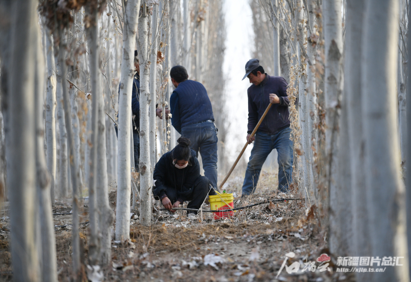 新疆叶城20万亩生态林基地防沙网格锁边合龙，塔克拉玛干沙漠边缘阻击战取得重大进展  第4张