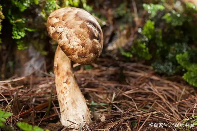 松茸是什么？生长在什么地方？快来了解这种珍稀菌类  第2张