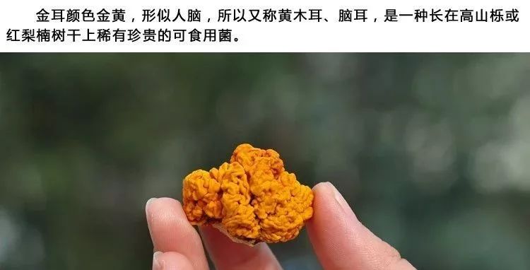 金耳：营养丰富的真菌类植物，滋补佳品的理想之选  第3张