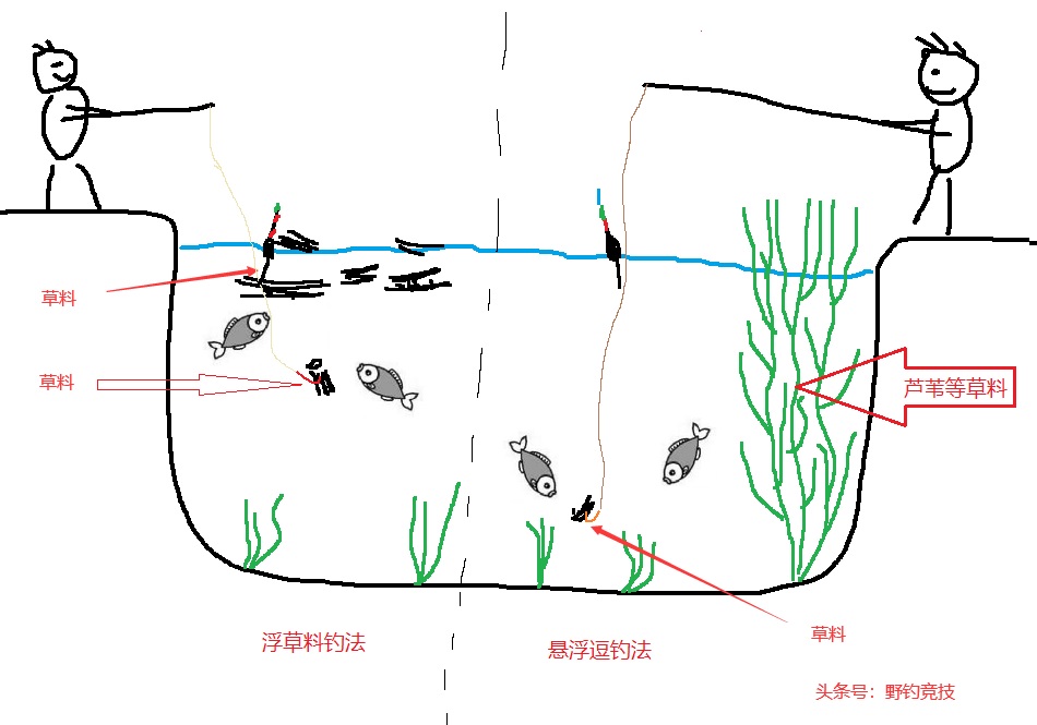 草鱼：淡水鱼种中的常客，垂钓者的心头好  第5张