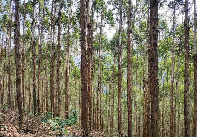 桉树的危害 南方的鹤地水库：从解渴雷州半岛到多功能宝库，如今水质状况待关注  第5张