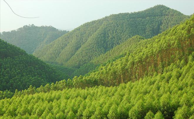 桉树的危害 南方的鹤地水库：从解渴雷州半岛到多功能宝库，如今水质状况待关注  第6张