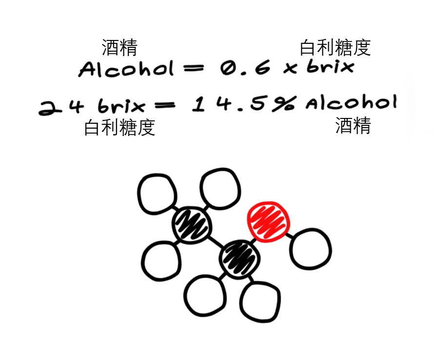 有图有真相！酿葡萄酒全过程从摘葡萄开始  第12张