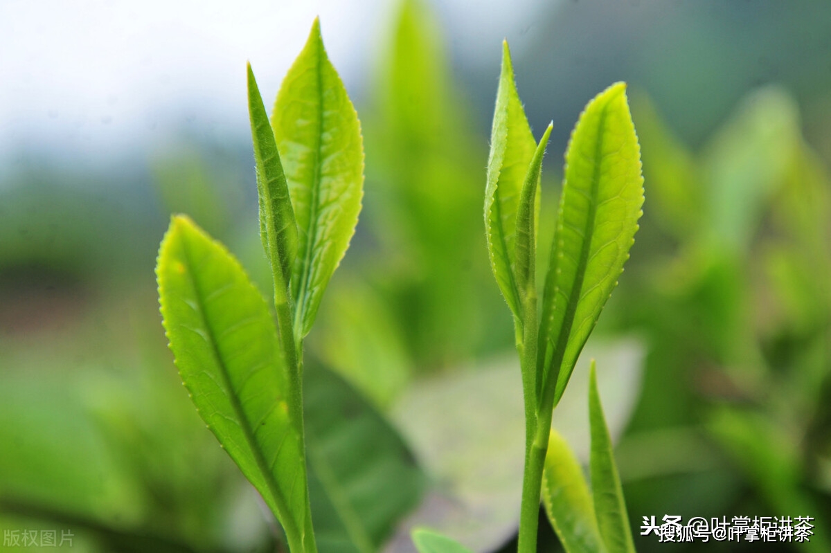 大红袍：青茶翘楚，承载报恩精神的茗茶及其由来  第2张