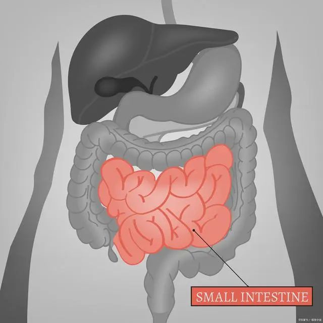 高纤维食物缓解便秘：改善肠道健康及便秘危害  第3张