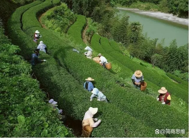 日照茶叶：从种植历史到特色种类，中国北方的茶之瑰宝  第11张