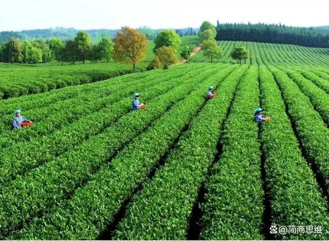 日照茶叶：从种植历史到特色种类，中国北方的茶之瑰宝  第12张