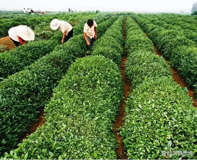 日照茶叶：从种植历史到特色种类，中国北方的茶之瑰宝  第4张