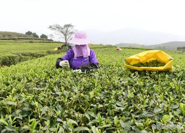 日照茶叶：从种植历史到特色种类，中国北方的茶之瑰宝  第7张