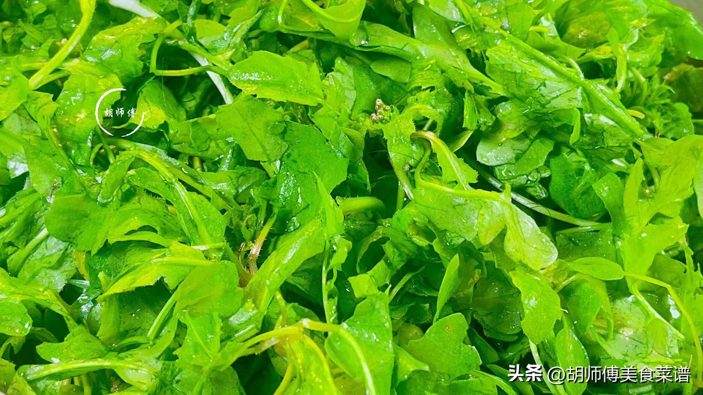 冬季美味推荐：荠菜——野菜之王，鲜嫩可口，营养丰富，预防骨质疏松  第3张