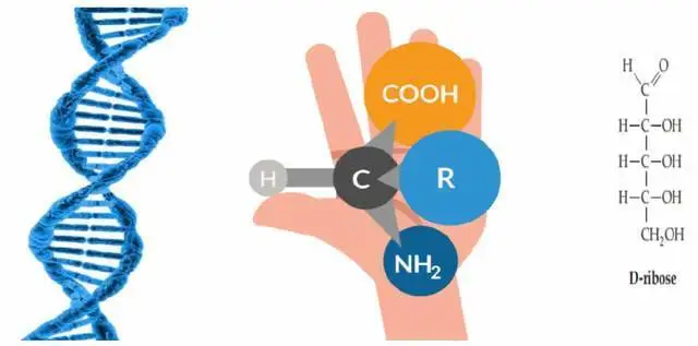 生命手性偏好之谜：狮身人面学说与古埃及斯芬克斯的科学启示  第2张