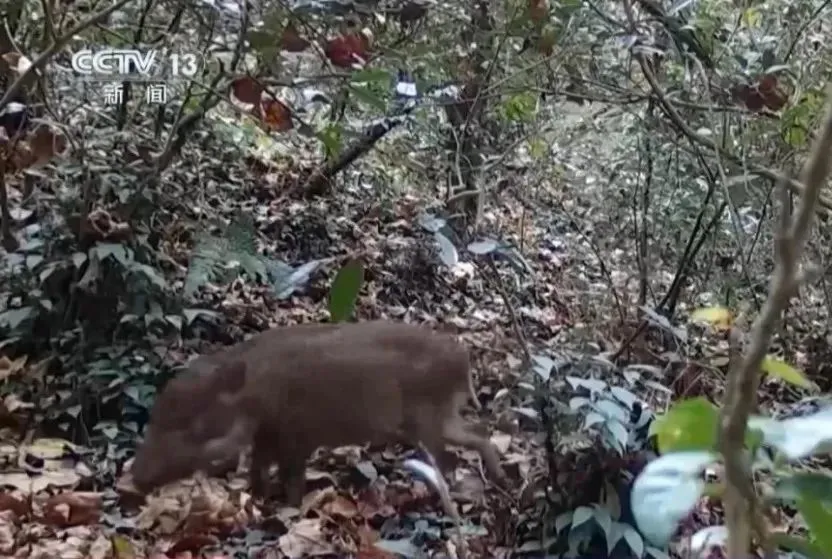 宁夏西吉捕猎野猪期限延长，外地狩猎队表现不佳，野猪数量成谜  第1张