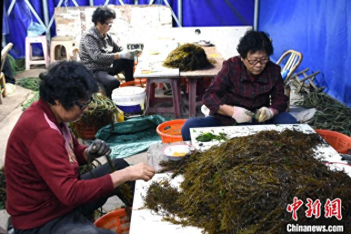 浙江温州洞头区羊栖菜冬耕拉开序幕，渔民忙碌夹苗助力增收  第1张