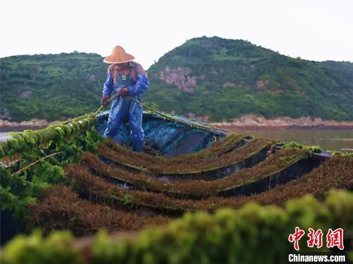 浙江温州洞头区羊栖菜冬耕拉开序幕，渔民忙碌夹苗助力增收  第2张