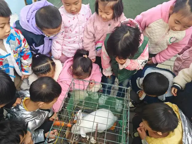 西安市灞桥区常家湾幼儿园举办兔子和仓鼠饲养活动，孩子们近距离感受生命奇妙  第1张