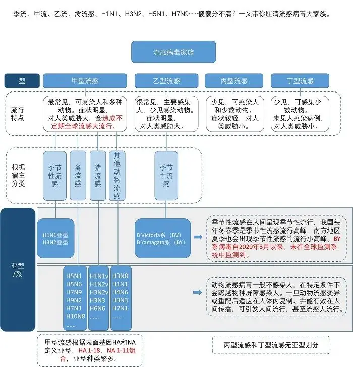 流感病毒大解析：甲流、乙流、禽流感等类型全面解读  第2张