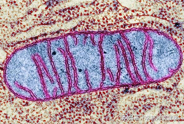 生姜的神奇功效：驻颜不老、延缓衰老的天然秘方  第3张