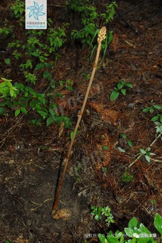 天麻：传统中药中的镇静止痛与降压良药，保护心脏的天然选择  第2张