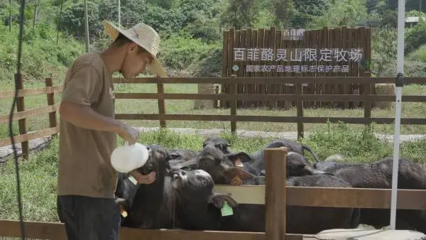 广西灵山百菲乳业与中国农业大学合作成立水牛联合研究中心  第1张