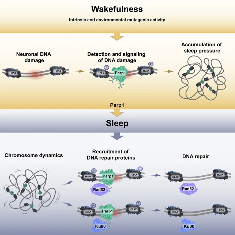 睡眠与清醒：神经元DNA损伤修复的关键过程  第5张