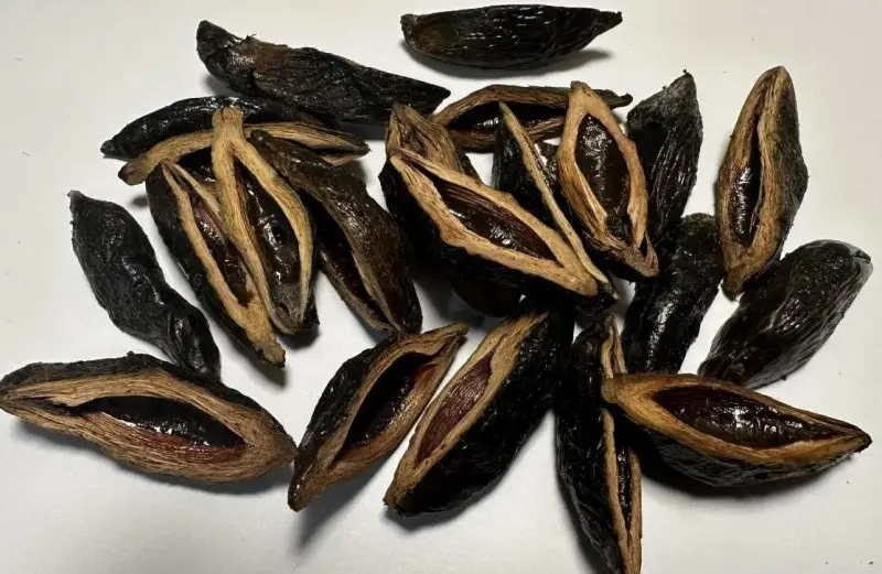 现代生活压力大，槟榔成提神醒脑零食首选，但需警惕口腔健康风险  第1张