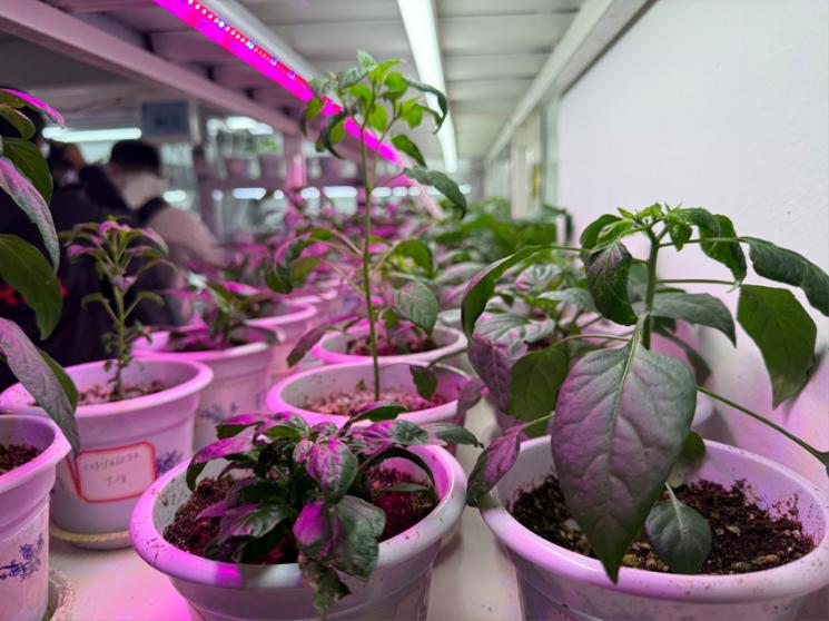 湖南辣椒育种研究：打造亚洲最大种质资源库，助力中国辣椒种业强国  第3张