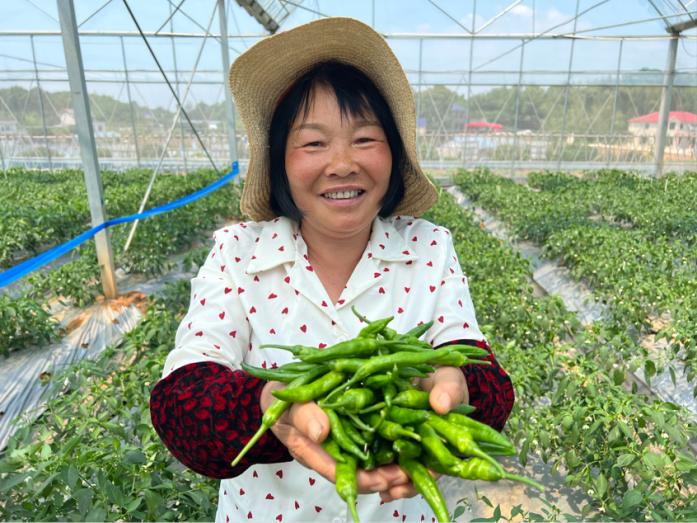 湖南辣椒育种研究：打造亚洲最大种质资源库，助力中国辣椒种业强国  第4张