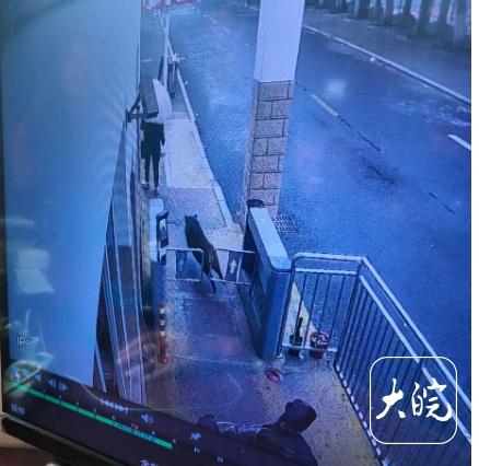 安徽池州职业技术学院校园惊现野猪横冲直撞，校方发布安全提示  第2张