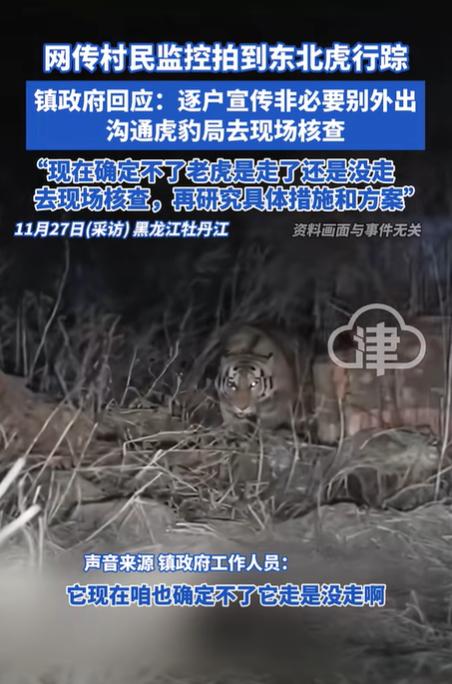 黑龙江东宁市老黑山镇监控拍到东北虎入村，村民安全意识提升  第3张