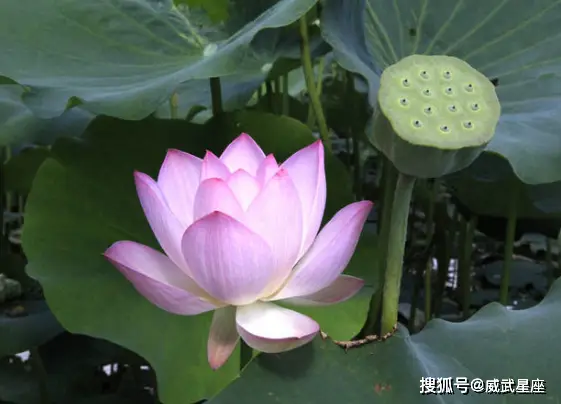 属相兔与鼠：未来一个月的和谐家庭与聪明才智的展现  第1张