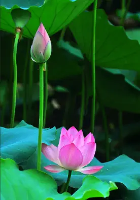 属相兔与鼠：未来一个月的和谐家庭与聪明才智的展现  第3张