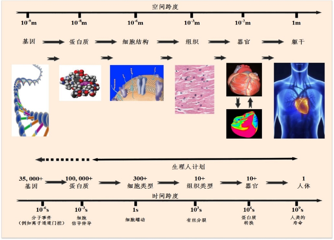 深入研究心脏电生理过程：计算机仿真与虚拟生理心脏的应用  第1张