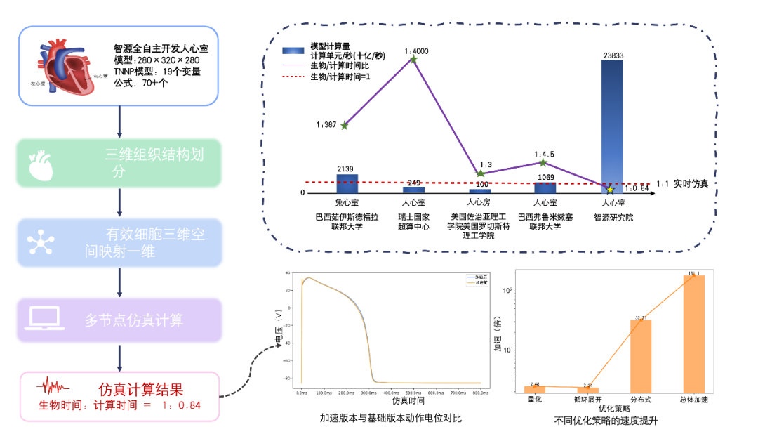 深入研究心脏电生理过程：计算机仿真与虚拟生理心脏的应用  第2张