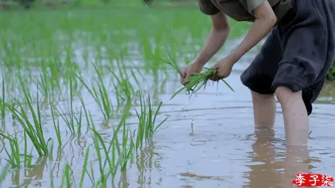 李子柒停更三年后强势回归，粉丝暴涨，央视力挺，与王冰冰同框引热议  第7张