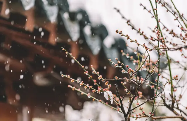 小雪节气养生指南：温补食物与药膳调养，增强免疫力抵御寒冬  第2张